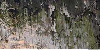 Tree Bark 0028